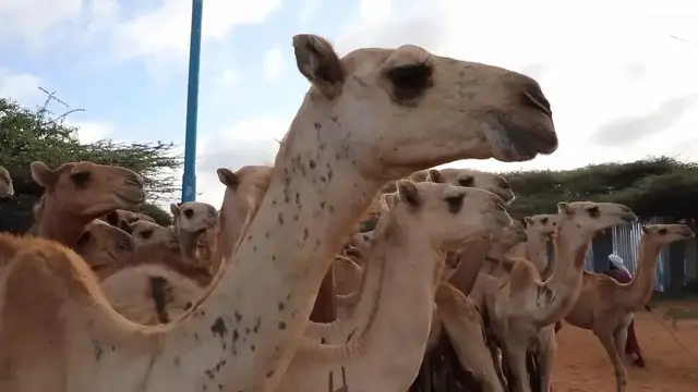 Video thumbnail for Somalia: Somalia prepares to sacrifice 1,538 camels for Mawlid programme.