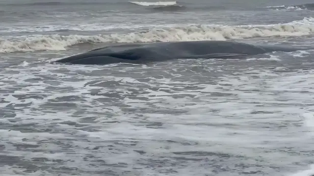 Video thumbnail for Japan: Weakened Whale Found Stranded on Chiba Beach, Second in Two Weeks.