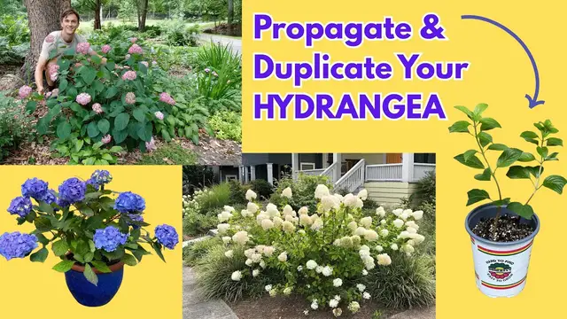 'Video thumbnail for Propagate HYDRANGEA the Easy Way - Make Free Plants'