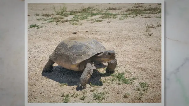 Video thumbnail for Desert Tortoise Food: A Basic Nutritional Guide