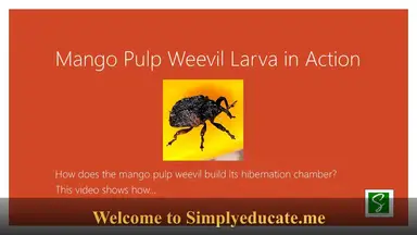'Video thumbnail for Mango Pulp Weevil Larva Rebuilds Its Home | Nature Documentary Short'