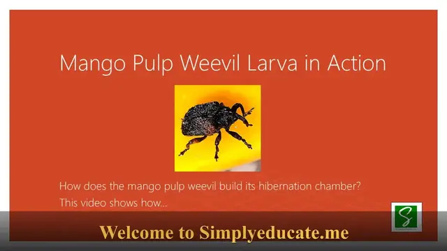 'Video thumbnail for Mango Pulp Weevil Larva Rebuilds Its Home | Nature Documentary Short'