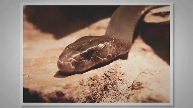 Video thumbnail for Black Mamba vs Cobra: A Venomous Showdown