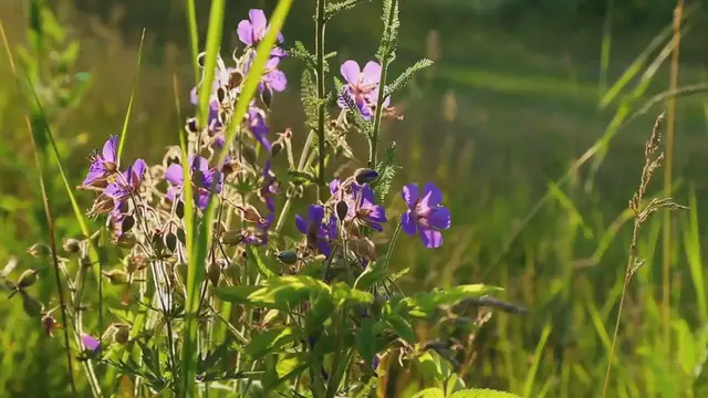 Video thumbnail for Butterfly Bush