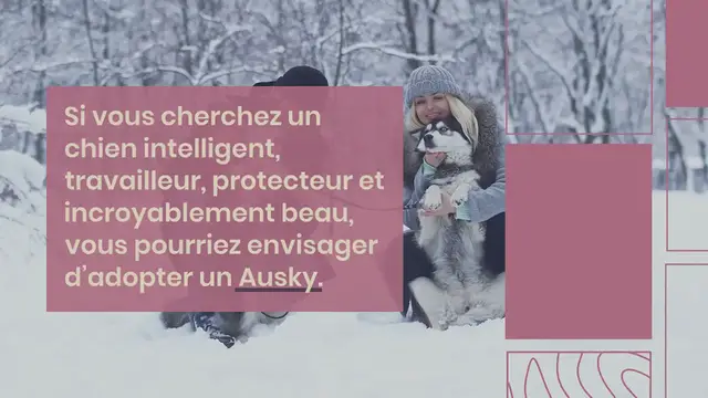 Video thumbnail for Ausky : tout savoir sur ce chien croisé