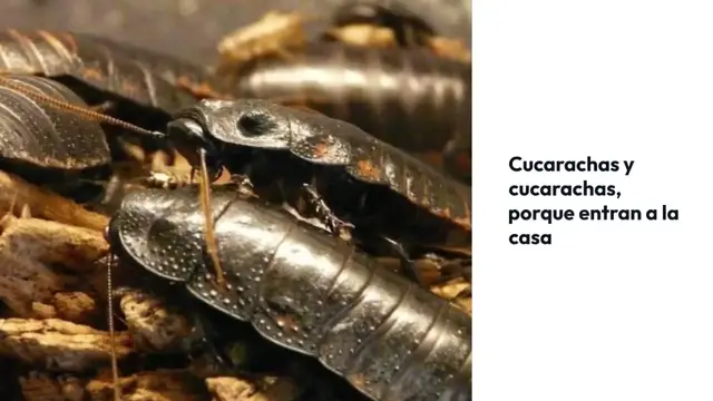 Video thumbnail for Hogar invadido por cucarachas y cucarachas, como limpiar el suelo para eliminarlas de inmediato