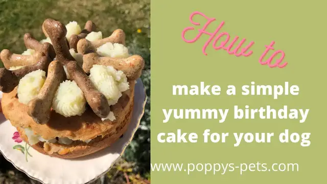 Video thumbnail for Recipe for a Dog Safe Birthday Cake:  What Is the Toxic Ingredient You Must Not Use?