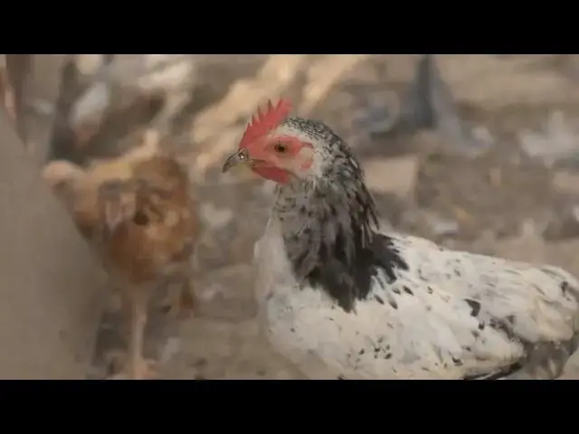 Video thumbnail for What do chickens eat?
