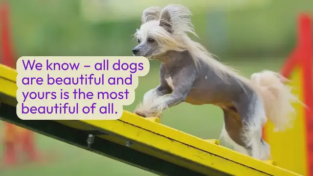Video thumbnail for 17 Weird, Strange and Funny- Dog Breeds