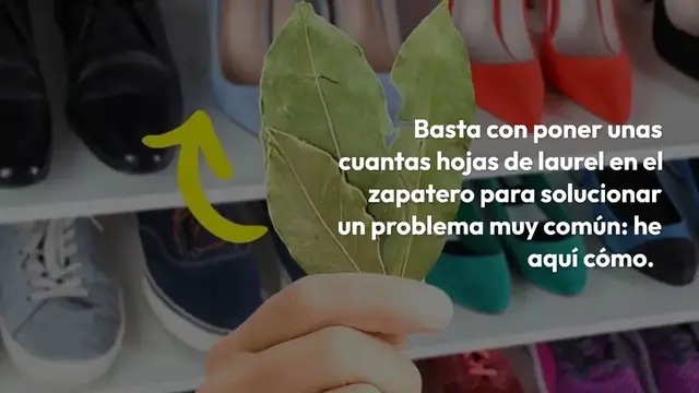 Video thumbnail for Por qué poner 3 hojas de laurel en el zapatero, hasta los zapateros lo recomiendan
