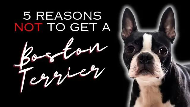 'Video thumbnail for 5 Reasons NOT to Get a Boston Terrier - Dogs 101'