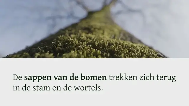 Video thumbnail for Werken vanuit je wortels