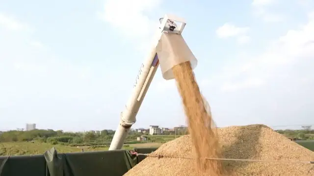 Video thumbnail for China: Fully mechanized operations help lock in autumn grain yield in Jiangxi.