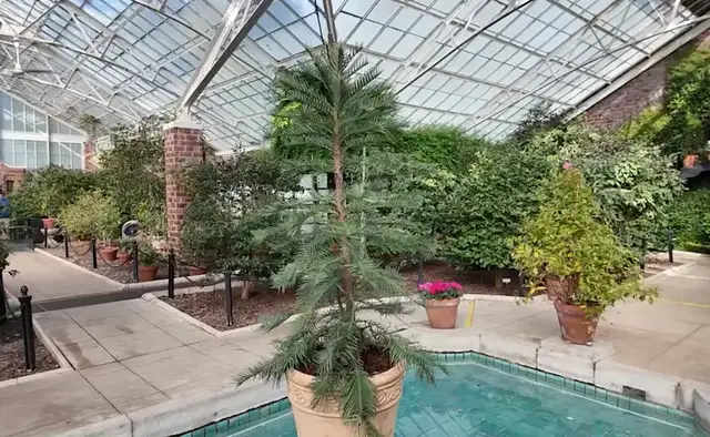 Video thumbnail for Rare Prehistoric tree now on display at Planting Fields in Oyster Bay