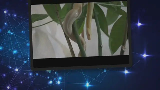 Video thumbnail for Understanding Snake Scale Rot: Causes, Symptoms, and Treatment