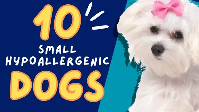 'Video thumbnail for Top 10 Small Hypoallergenic Dogs 101'