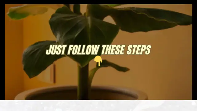 Video thumbnail for Growing banana plants in pots is easy 🍌