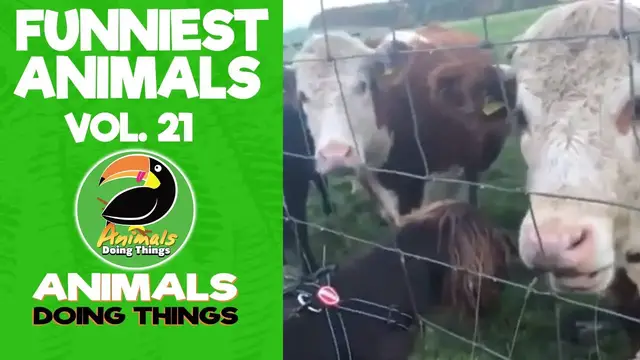 'Video thumbnail for Funny Animals Vol. 21 | Animals Doing Things'