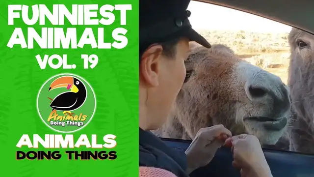 'Video thumbnail for Funny Animals Vol. 19 | Animals Doing Things'
