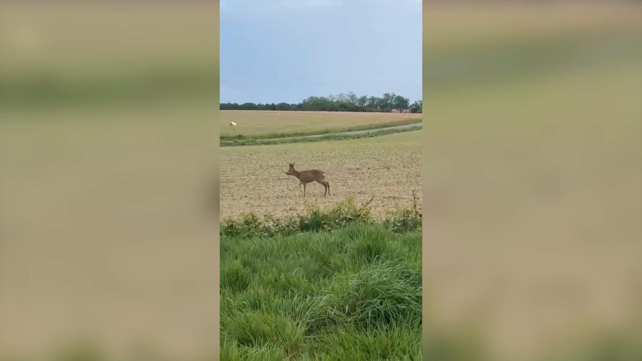 Video thumbnail for France: French police warn drivers of 'drunk' deer on rural roads.