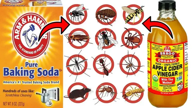 Video thumbnail for EFFECTIVE PEST CONTROL: Baking Soda and Vinegar Solution Revealed For Cockroaches, Fleas, Ants, etc
