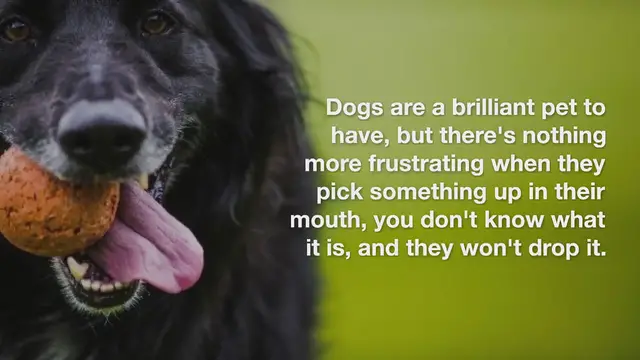 Video thumbnail for How To Teach Your Dog To Drop It?