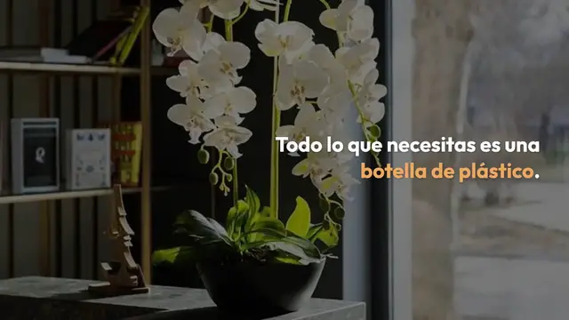 Video thumbnail for ¿Cómo reproducir una orquídea hasta el infinito y tener bonitas flores en casa? Todo lo que necesitas es una botella de plástico.