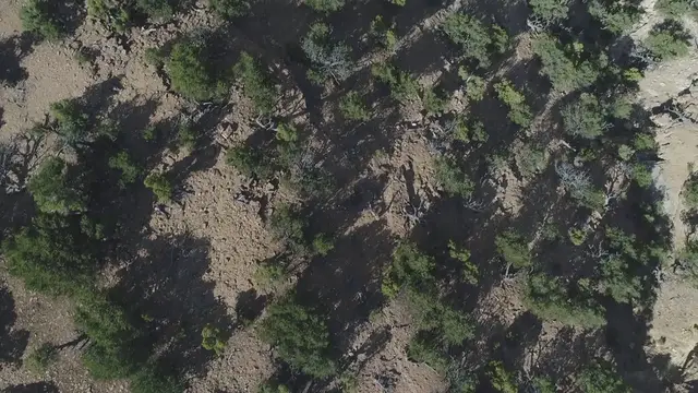 Video thumbnail for Juniper Tree