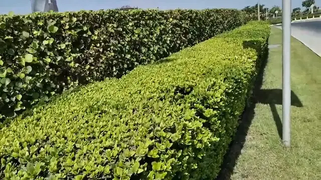 Video thumbnail for Nature (9)