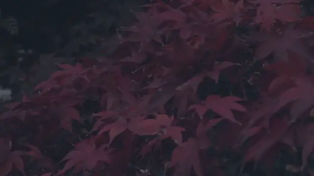 Video thumbnail for Bloodgood Japanese Maple