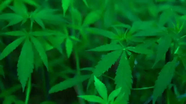 Video thumbnail for Citronella Plant Benefits