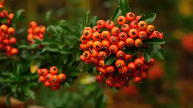 Video thumbnail for Ohio Native Shrubs