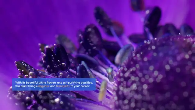 'Video thumbnail for Plants for Meditation Corners'