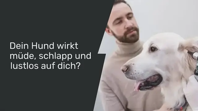 Video thumbnail for Fieber beim Hund Erkennen: 9 Symptome & richtig messen