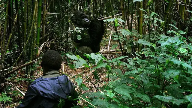 'Video thumbnail for In the DRC, Virunga National Park marks 100 years of conservation and struggle'