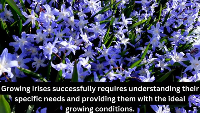 Video thumbnail for Where Do Irises Grow Best