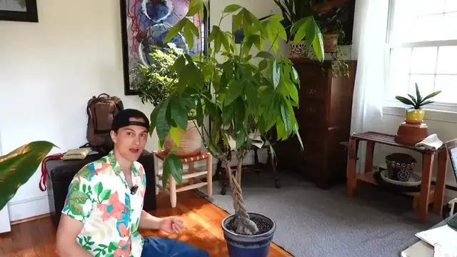 'Video thumbnail for MONEY TREE - How to Grow Bushy Plants by Cutting them Back - Pachira'