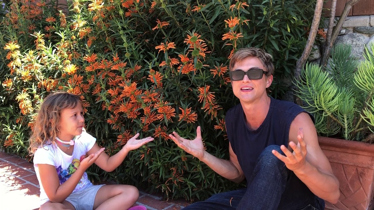 Video thumbnail for Lion's Ear: Leonotis leonurus