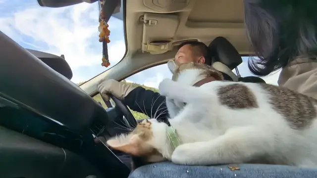 Video thumbnail for Two Cats Playfully Wrestle and Fall Sideways on Owner's Lap in Car