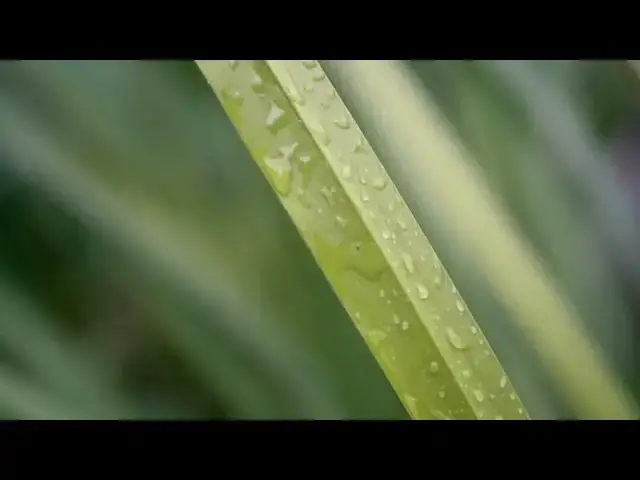 Video thumbnail for Green grass straw