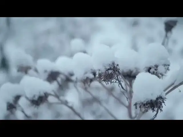 Video thumbnail for Frozen and withered flowers