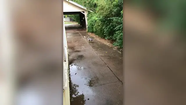 Video thumbnail for Dog Rescues Tiny Abandoned Kitten By Bringing It Home | Happily TV