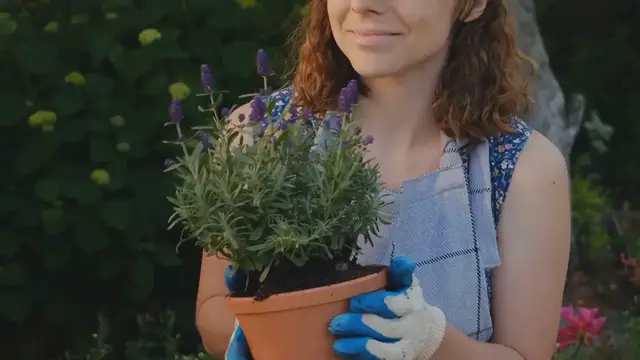 Video thumbnail for Lavender Pruning Mistakes to Avoid