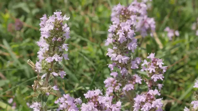 'Video thumbnail for Creeping Thyme vs Regular Thyme'