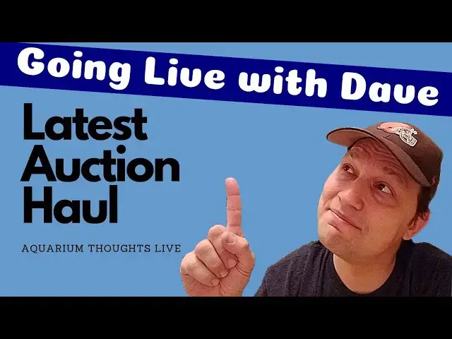 Video thumbnail for Latest Fish Club Auction Haul - Aquarium Thoughts Live (08June2019)
