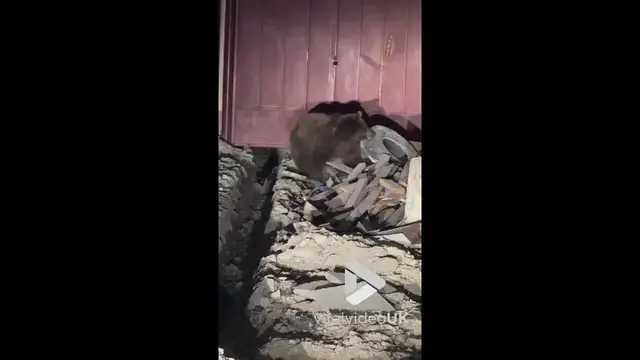 Video thumbnail for VV5053 Bear caught roaming mountain village late at night