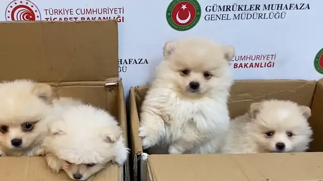 Video thumbnail for Türkiye: Six Pomeranian puppies rescued in Turkish border smuggling bust.
