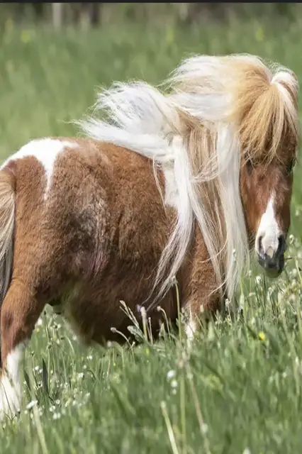 Video thumbnail for Shortest living horse  Pumuckel at 52.6 cm (21.1 in)