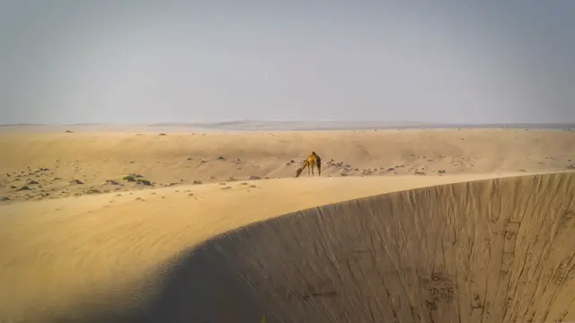 Video thumbnail for How Do Camels Survive In The Desert?