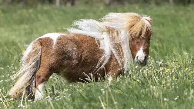 Video thumbnail for Shortest living horse  Pumuckel at 52.6 cm (21.1 in)